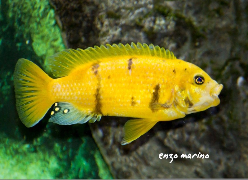 Maylandia sp. 'zebra gold' Lion's Cove